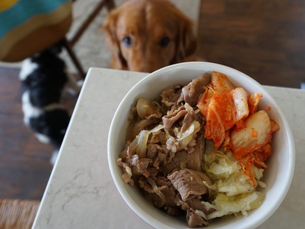 gyudon, beef bowl, sukiyaki bowl, sukiyaki